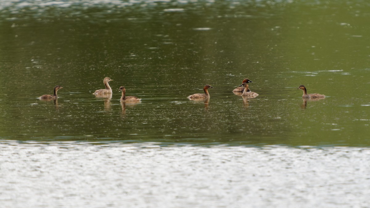 Little Grebe - ML620534596