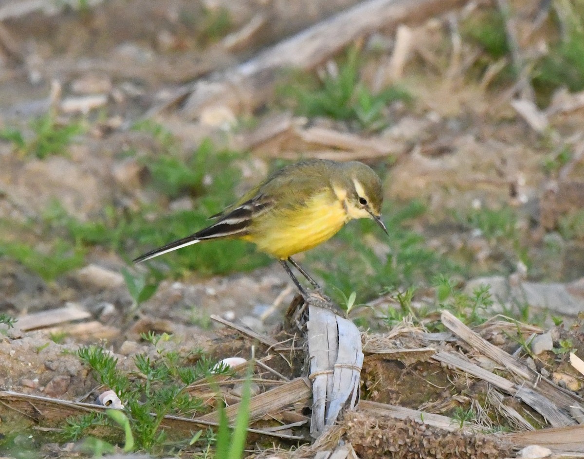 Western Yellow Wagtail - ML620534603