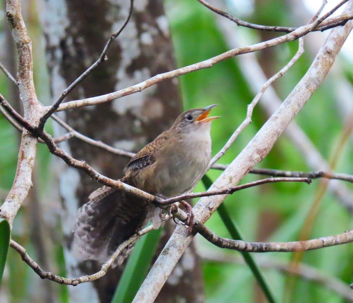 Zapata Wren - ML620534614