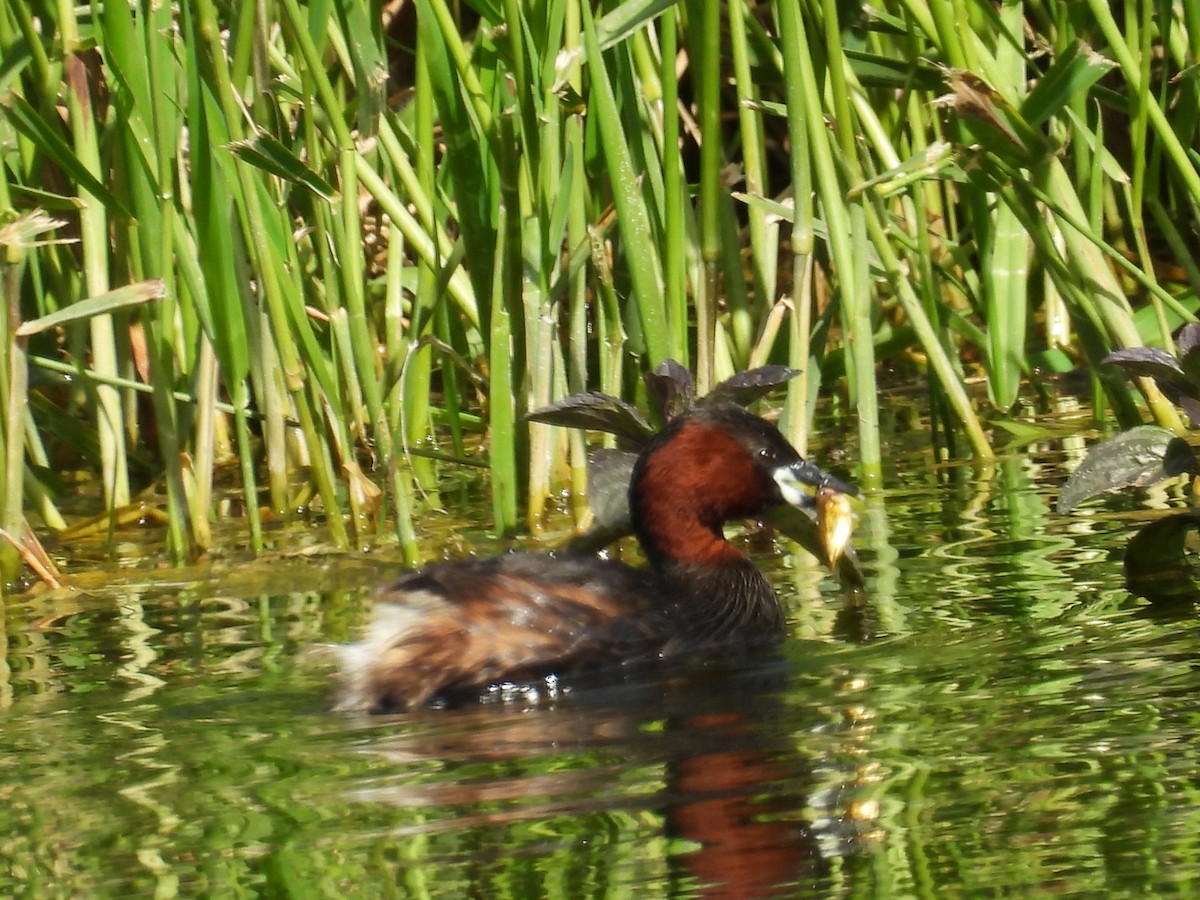 Little Grebe - ML620534616