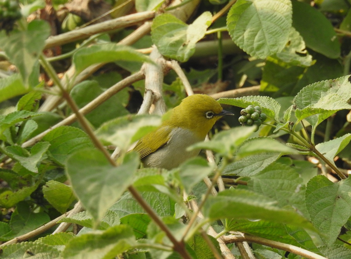 Indian White-eye - ML620534617