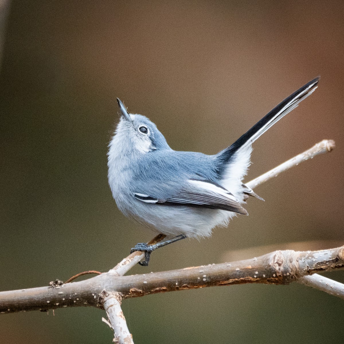 Masked Gnatcatcher - ML620534620