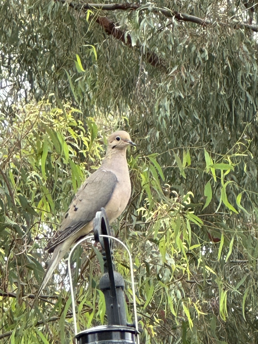 Mourning Dove - ML620534623