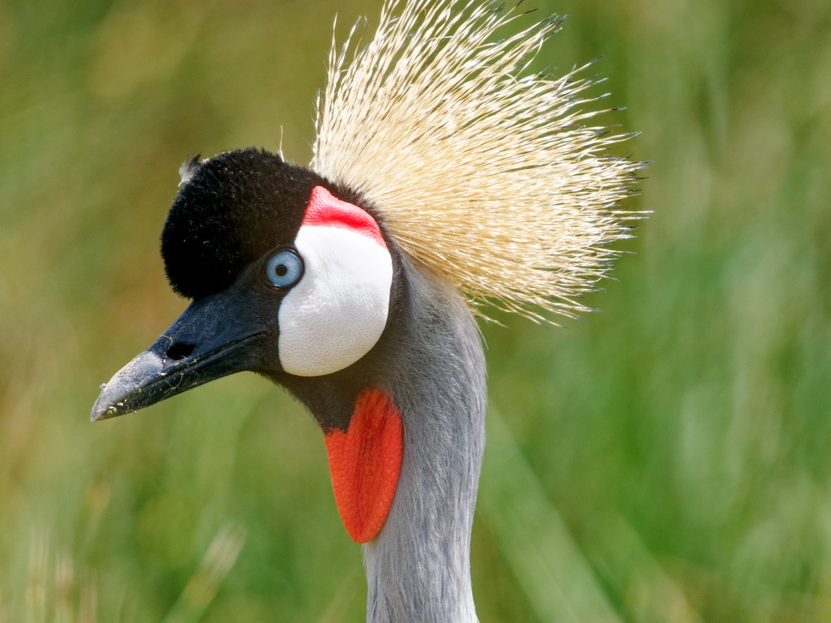 Gray Crowned-Crane - ML620534631