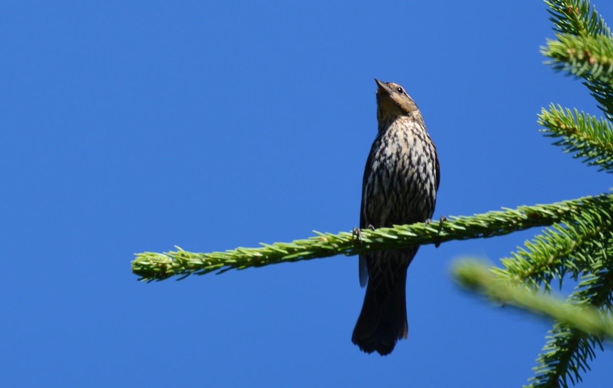 Red-winged Blackbird - ML620534637