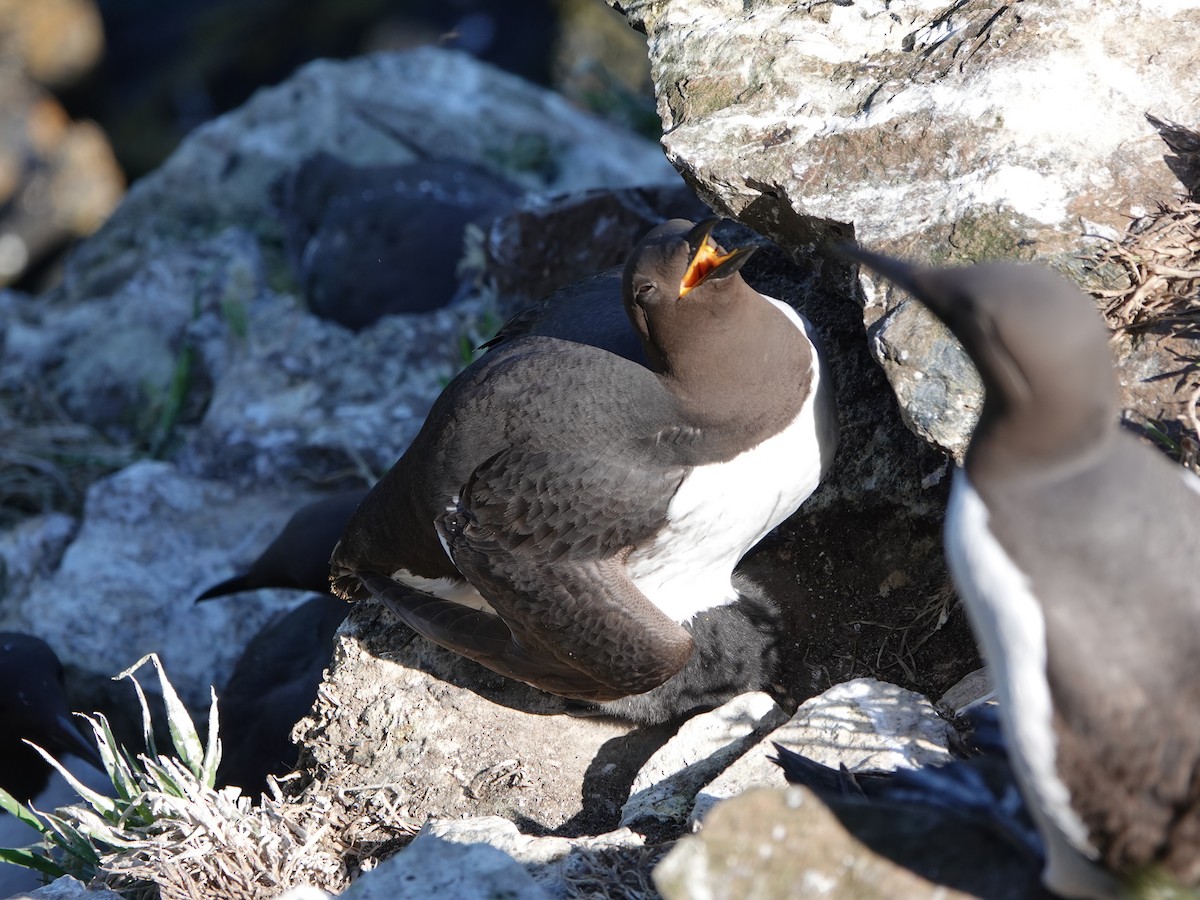 Common Murre - ML620534638