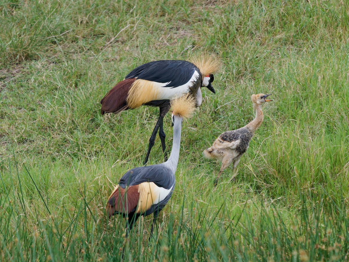 Gray Crowned-Crane - ML620534639