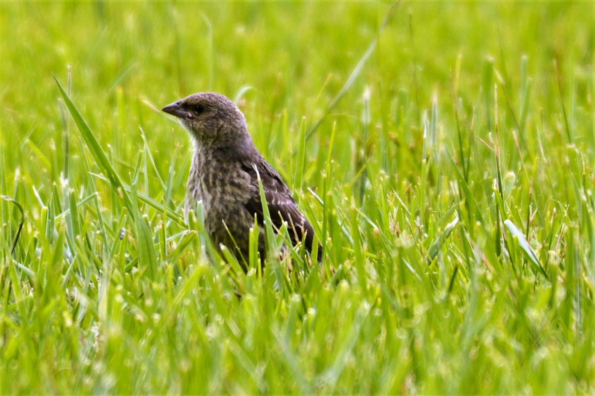 Brown-headed Cowbird - ML620534649