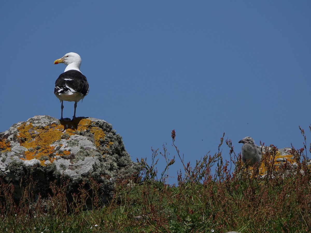 Great Black-backed Gull - ML620534652