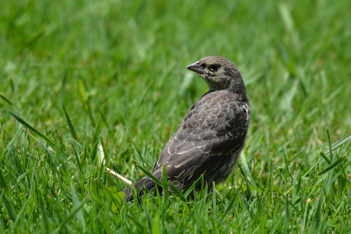 Brown-headed Cowbird - ML620534656