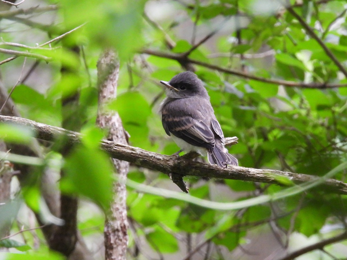 Eastern Phoebe - ML620534665