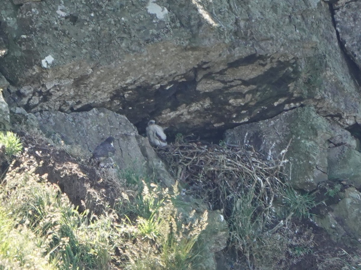 Peregrine Falcon - ML620534669