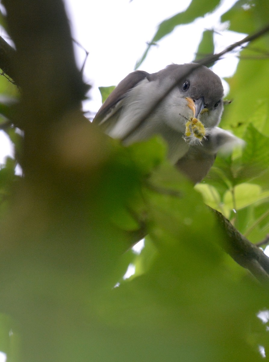 Yellow-billed Cuckoo - ML620534671