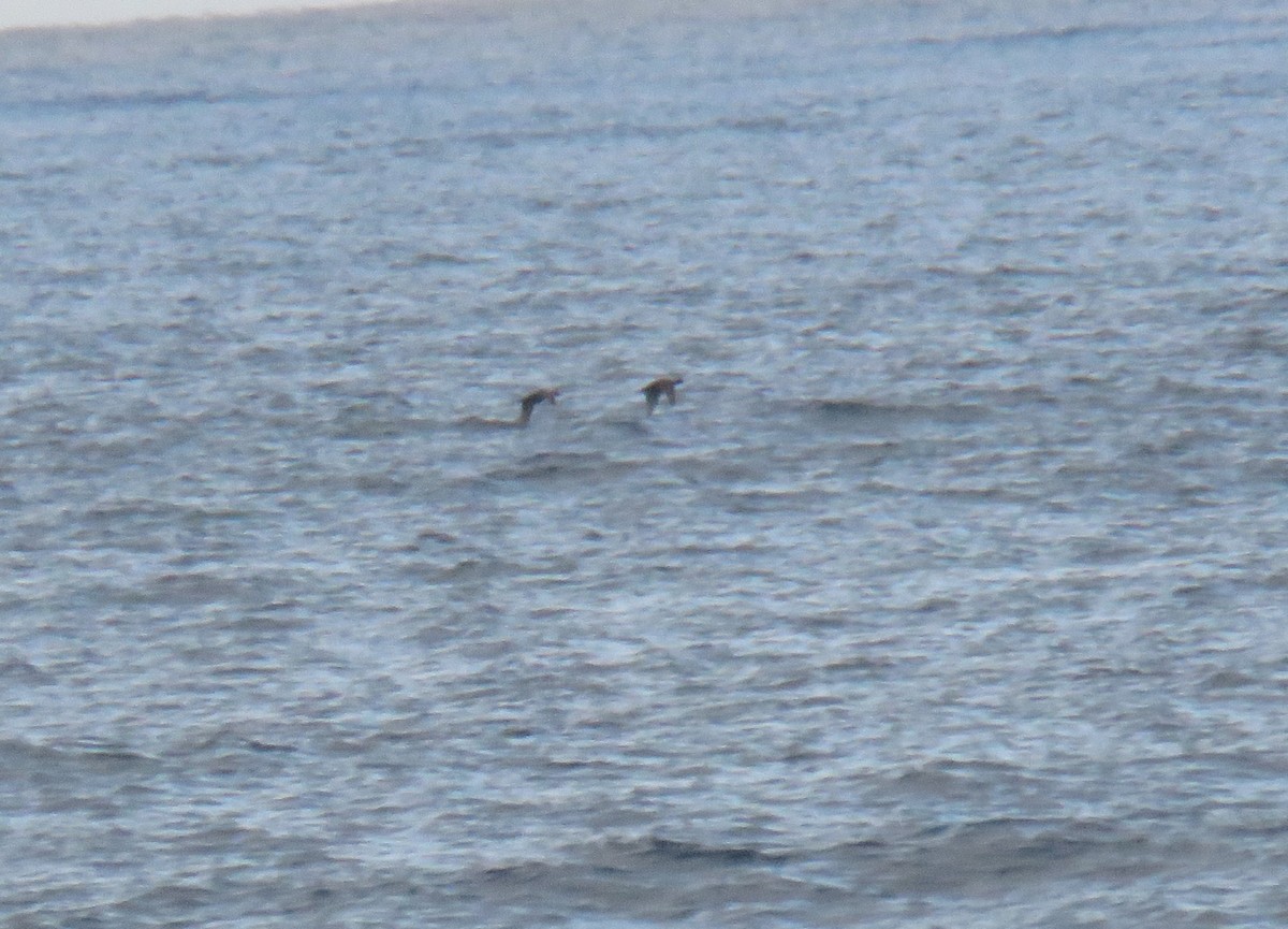 Common Scoter - ML620534672