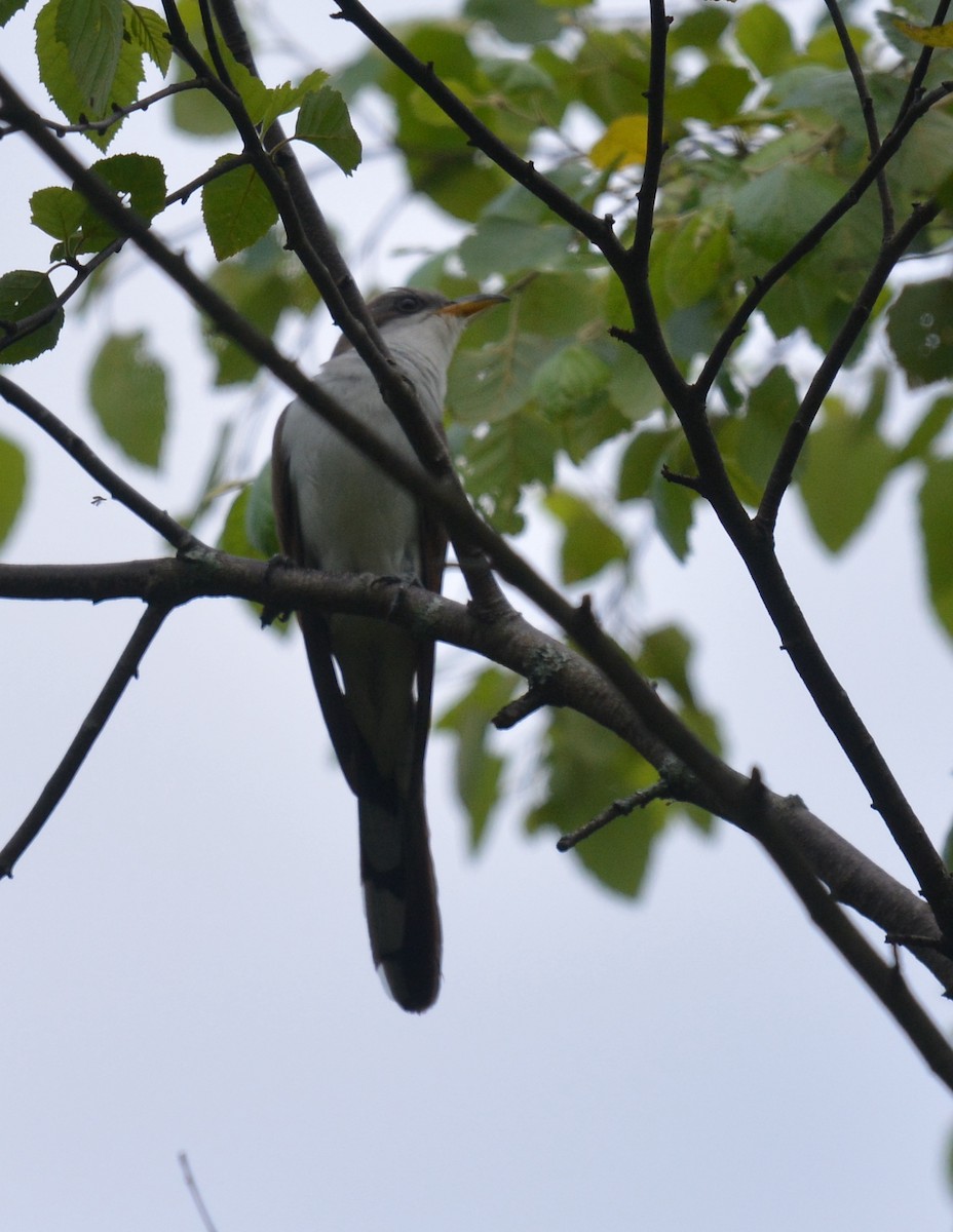 Yellow-billed Cuckoo - ML620534673