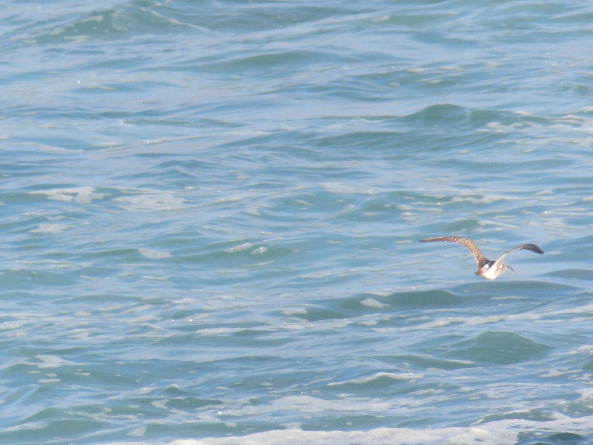 Whimbrel - Miguel  Berkemeier