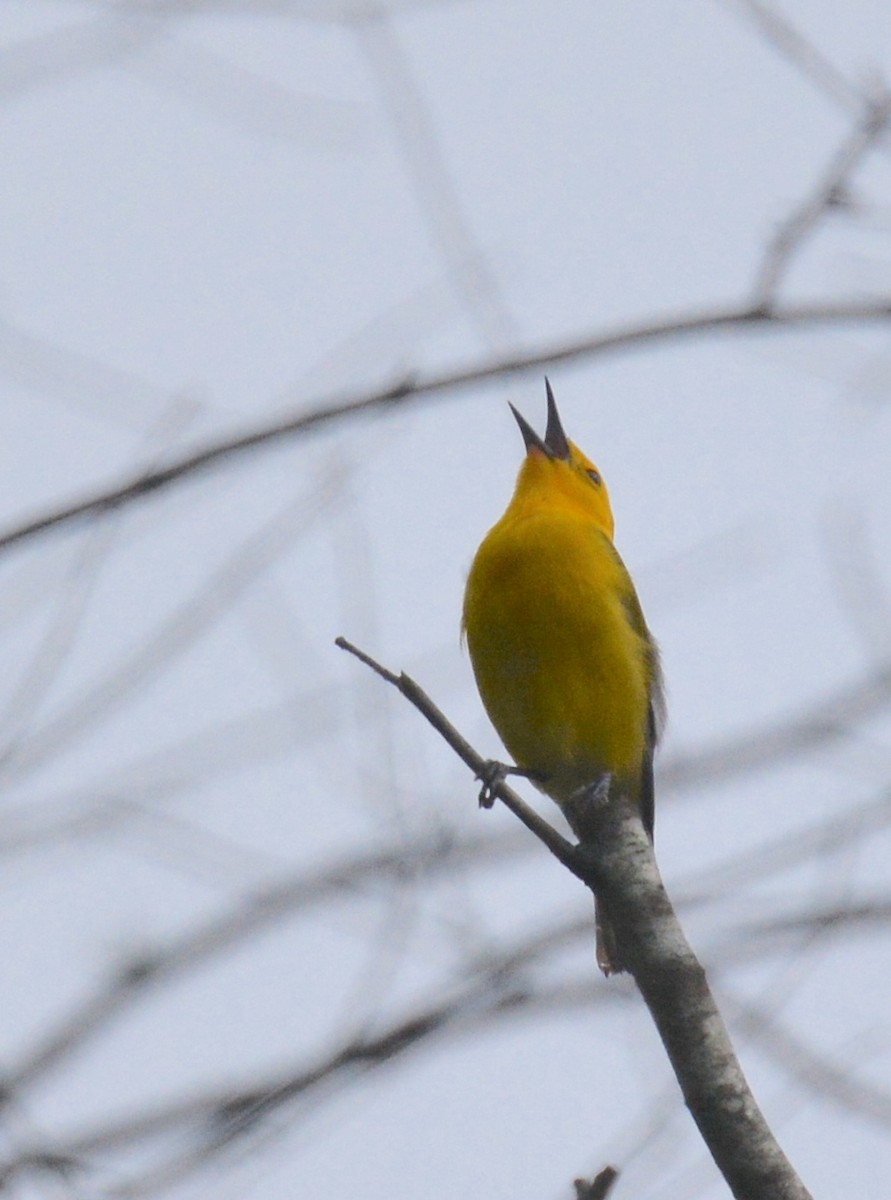 Prothonotary Warbler - ML620534683