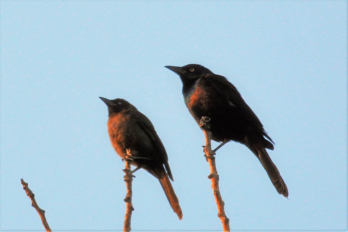 Common Grackle - ML620534686