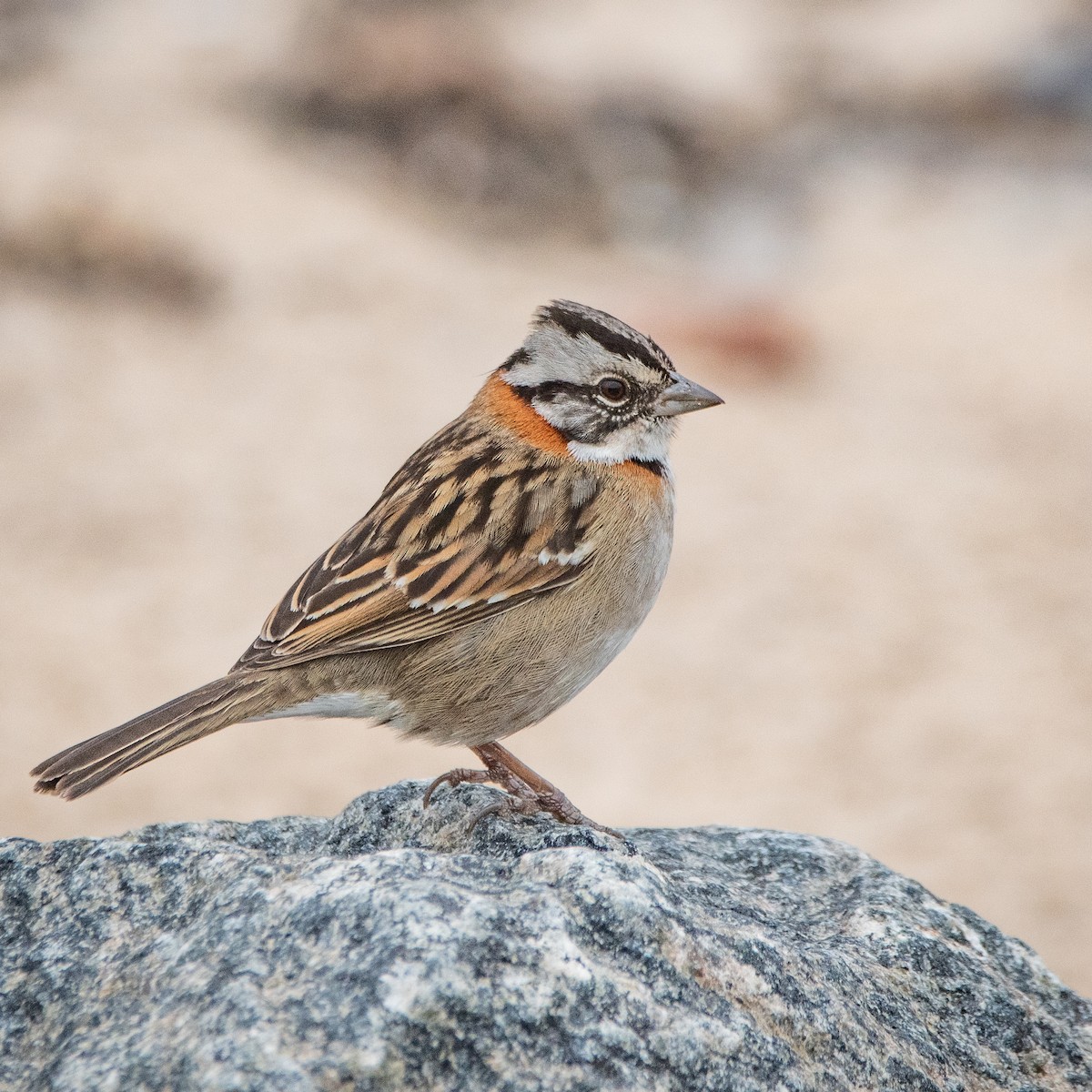 Rufous-collared Sparrow - ML620534694