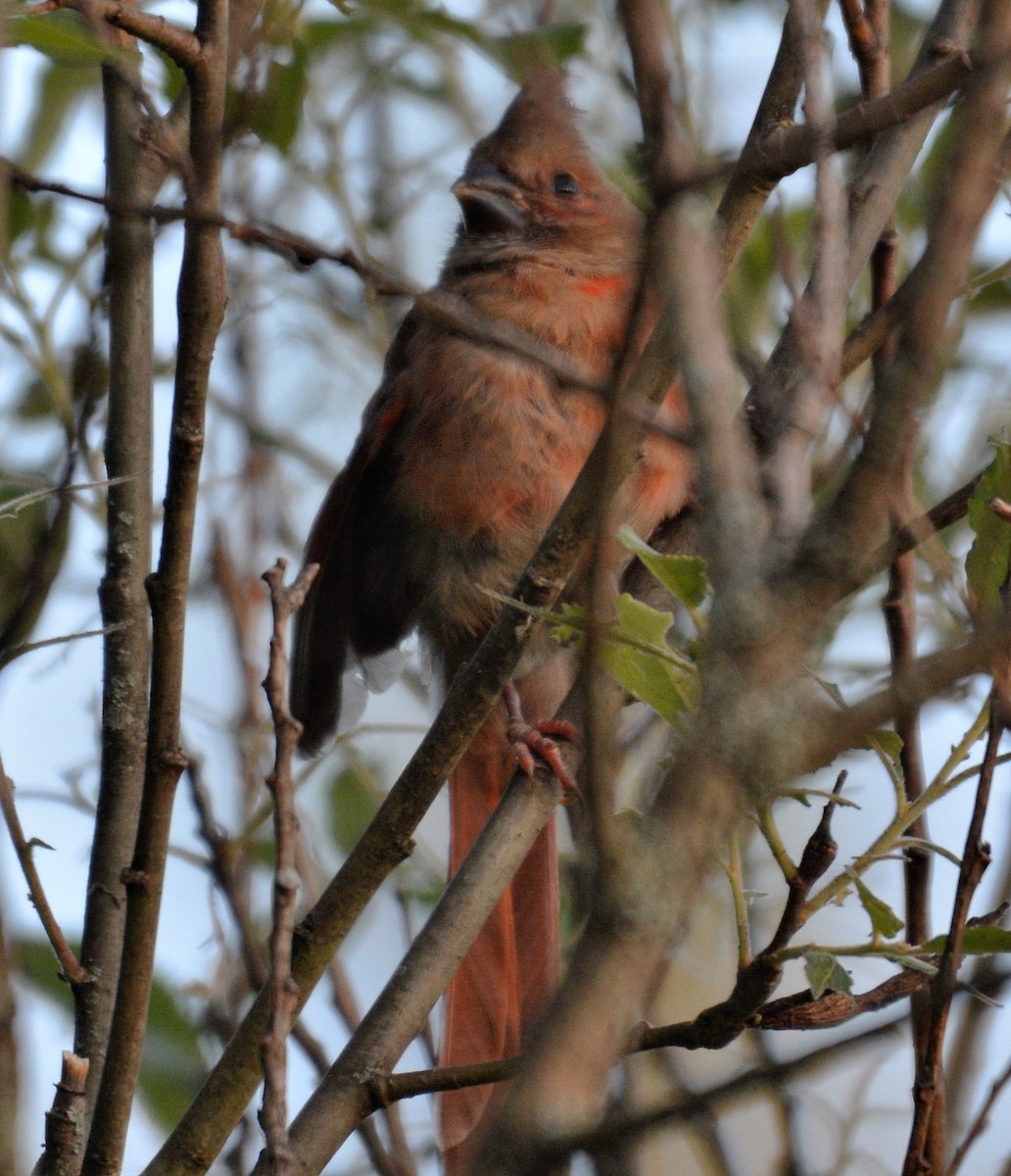 Northern Cardinal - ML620534700