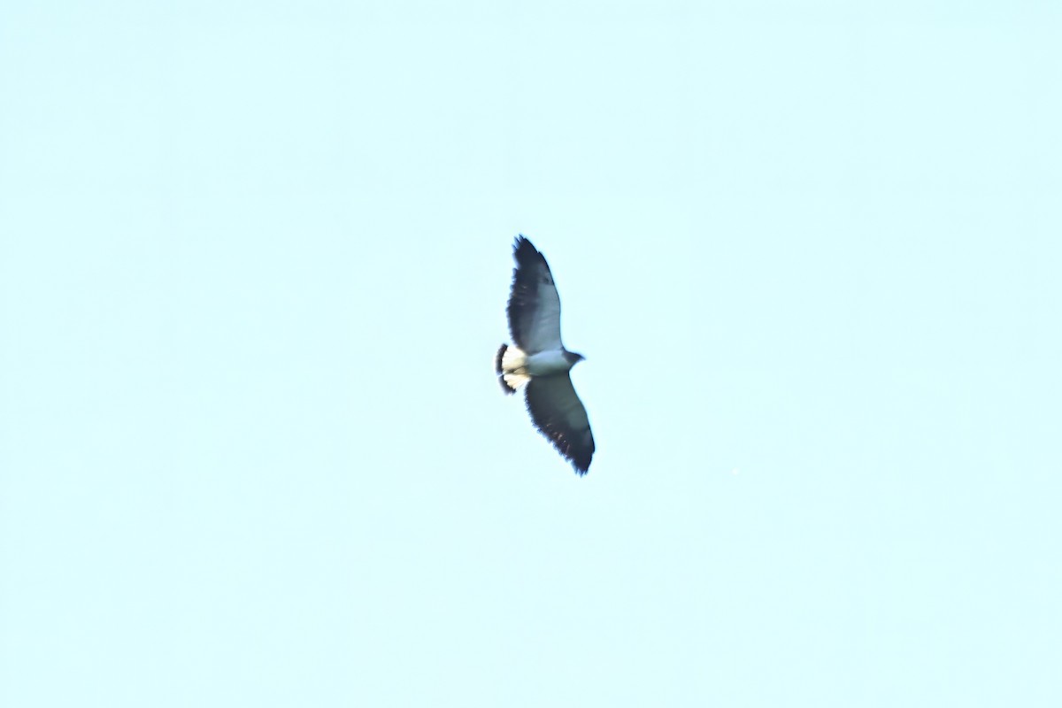 White-tailed Hawk - Russ Ruffing