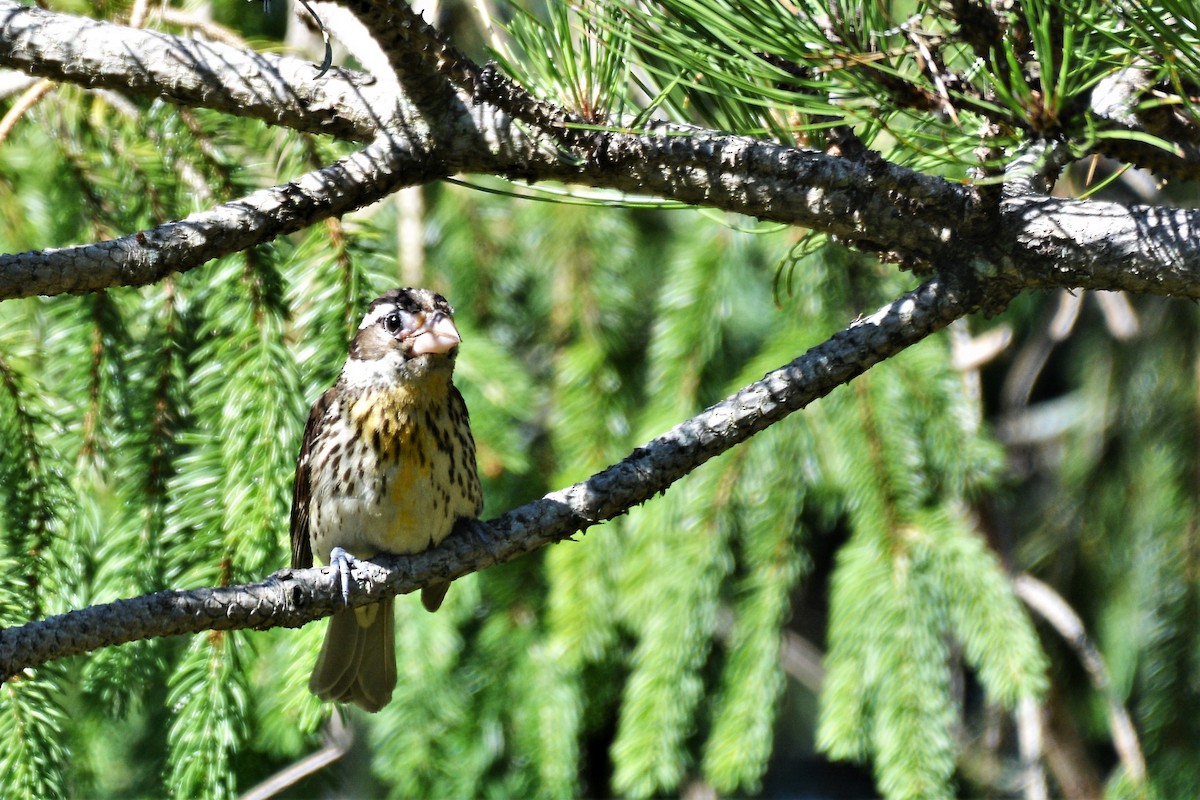 Rose-breasted Grosbeak - ML620534734