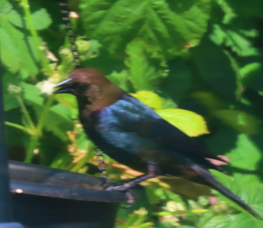 Brown-headed Cowbird - ML620534744