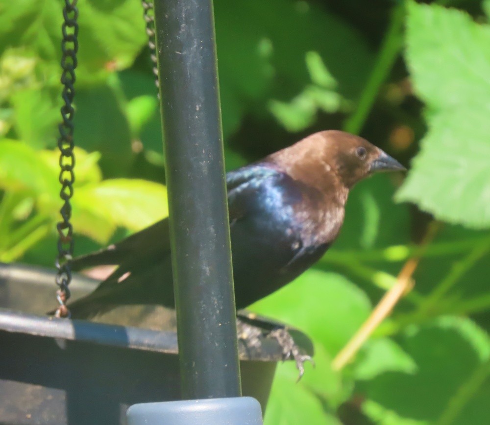 Brown-headed Cowbird - ML620534745