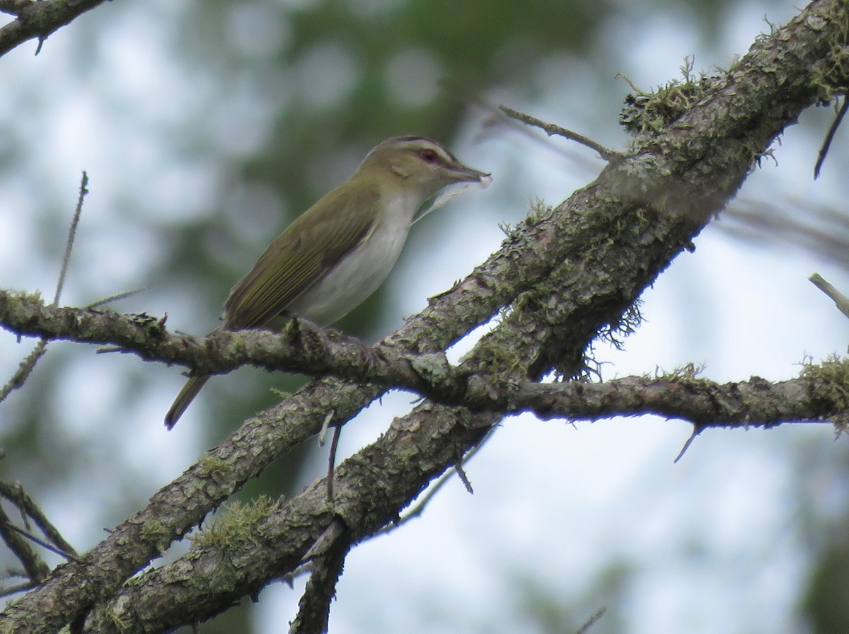 Rotaugenvireo - ML620534747