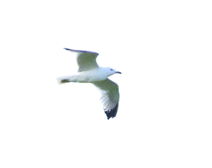 Ring-billed Gull - ML620534749