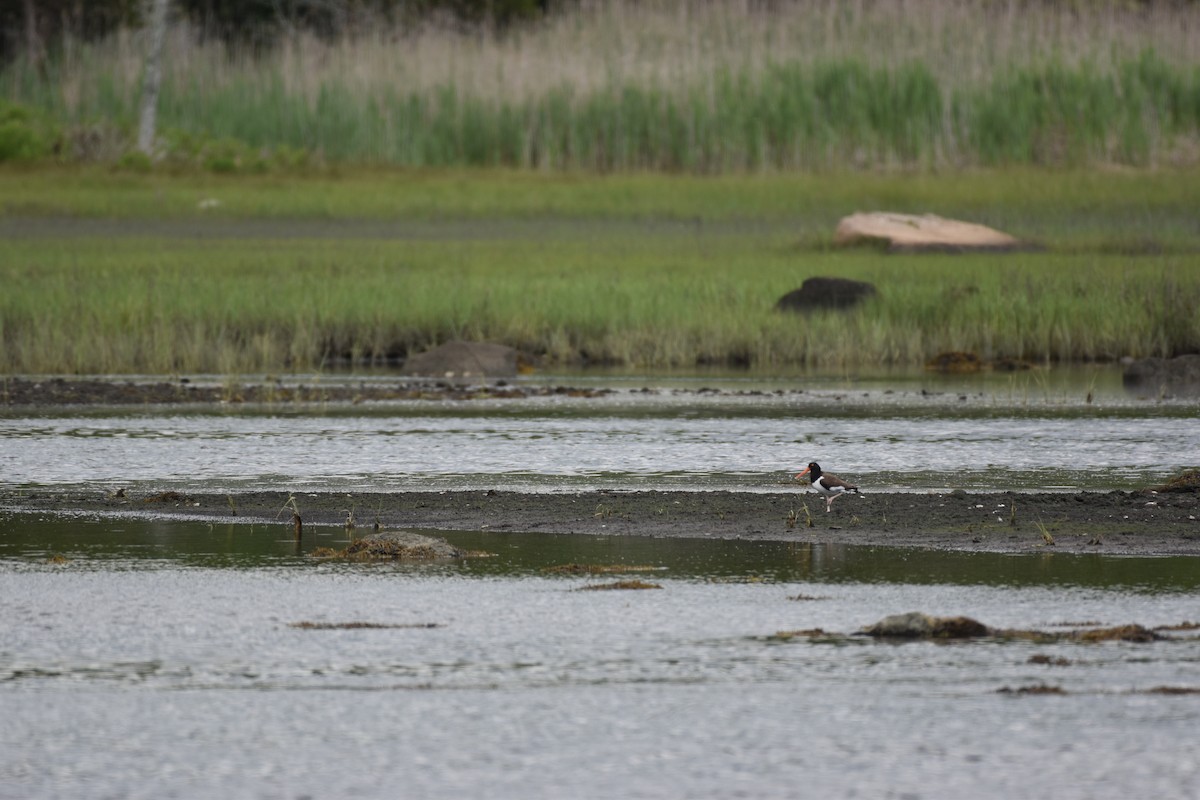 American Oystercatcher - ML620534761