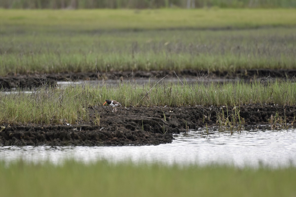 American Oystercatcher - ML620534766