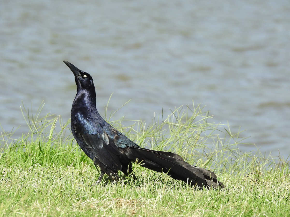 Great-tailed Grackle - ML620534771