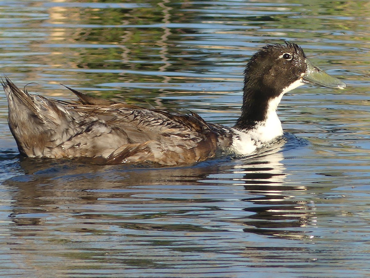 Mallard (Domestic type) - ML620534772