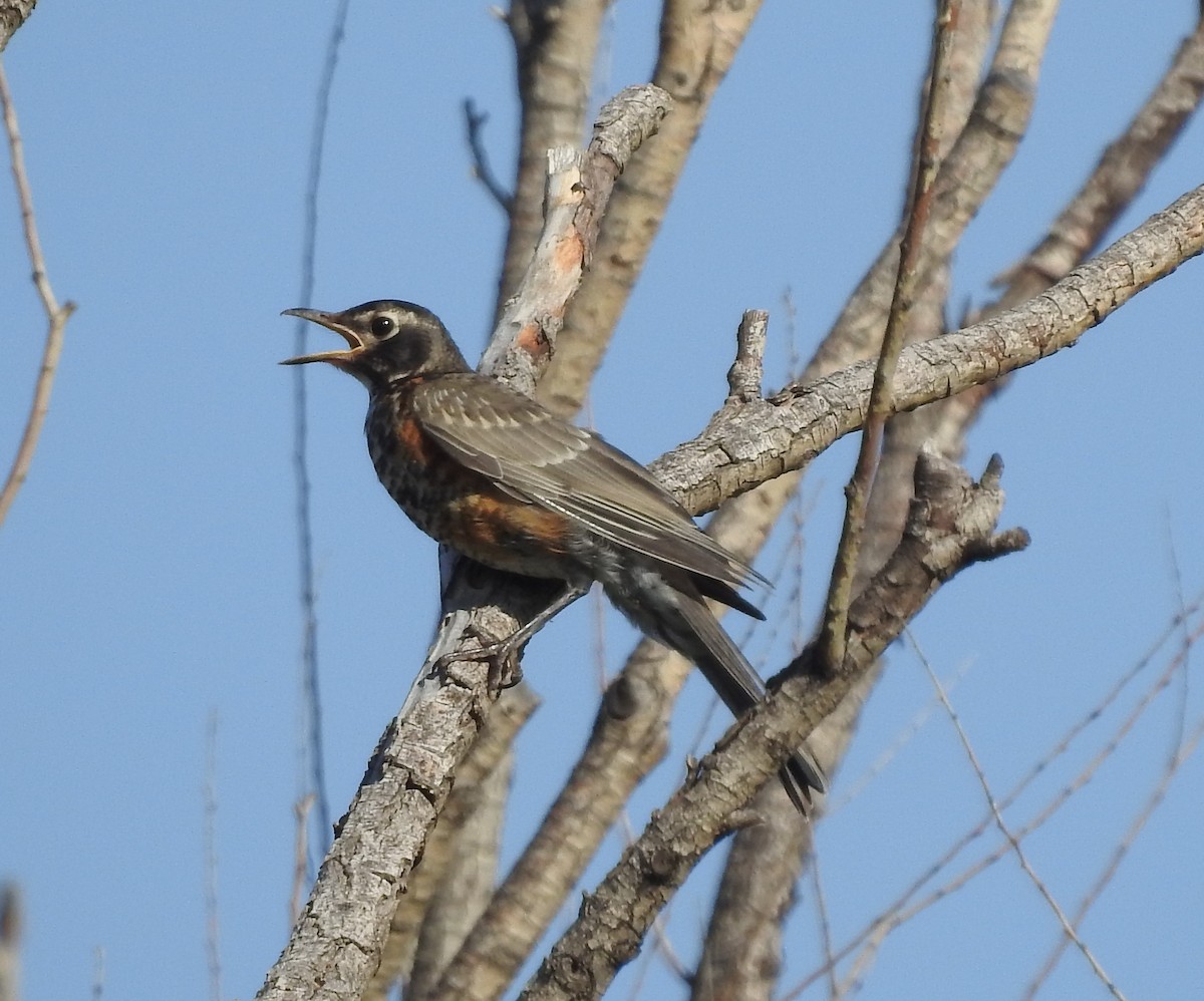 American Robin - ML620534776