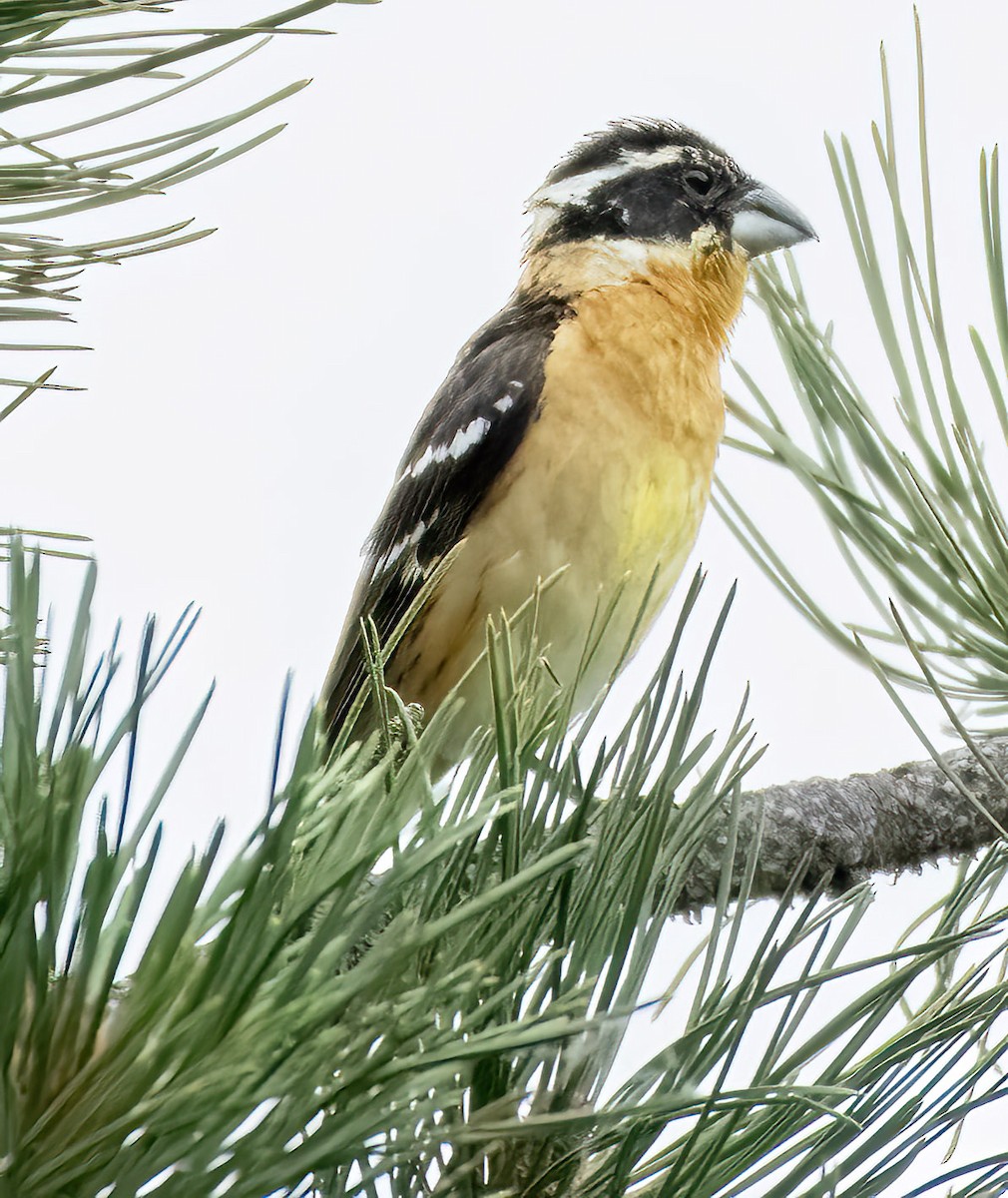 Black-headed Grosbeak - ML620534777