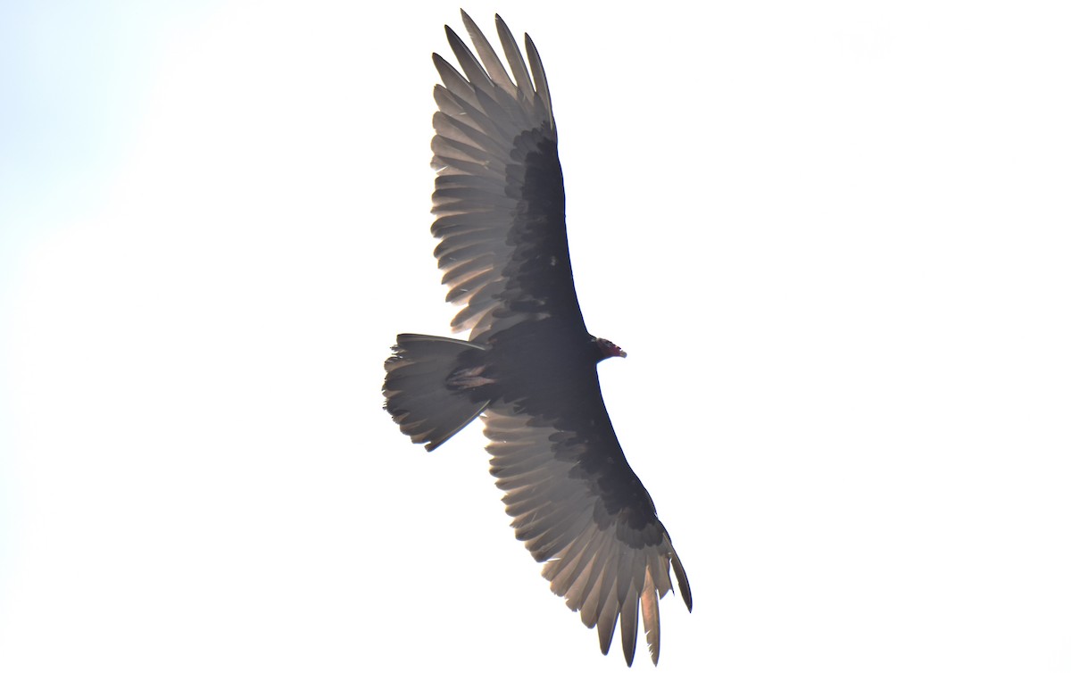 Turkey Vulture - ML620534780