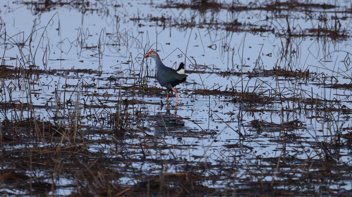 Gray-headed Swamphen - ML620534781