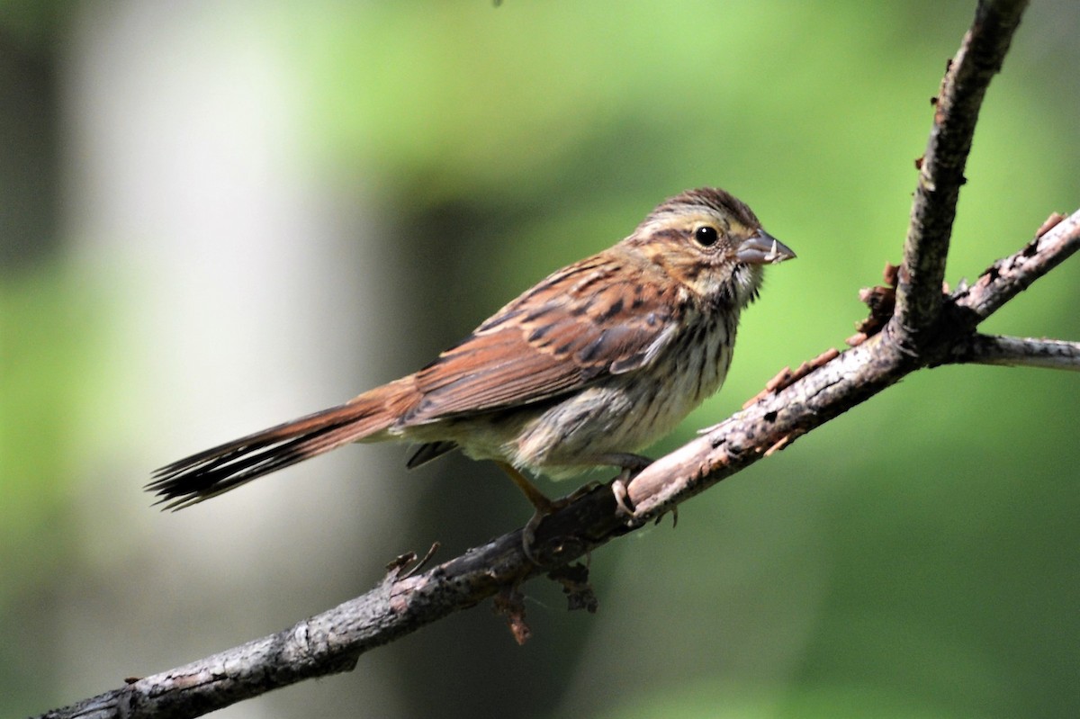 Song Sparrow - ML620534782