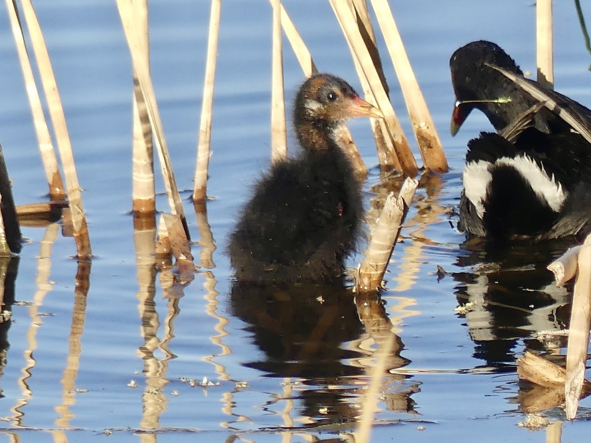 Common Gallinule - ML620534789