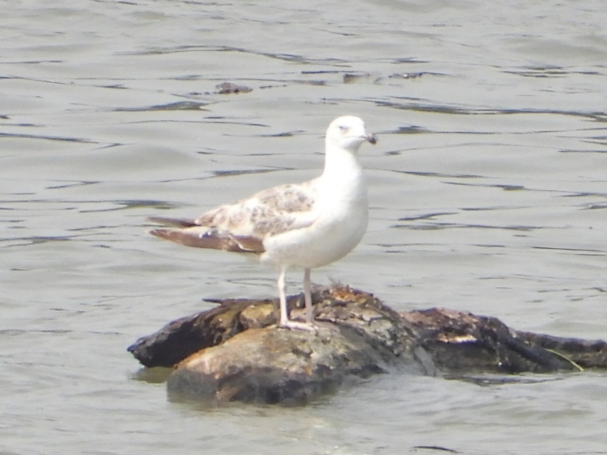 Caspian Gull - ML620534791