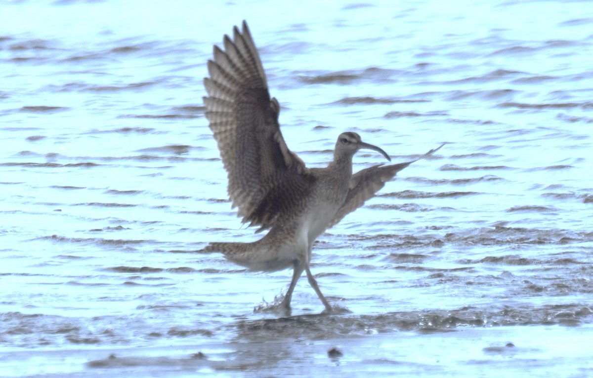 Hudsonian Whimbrel - ML620534794