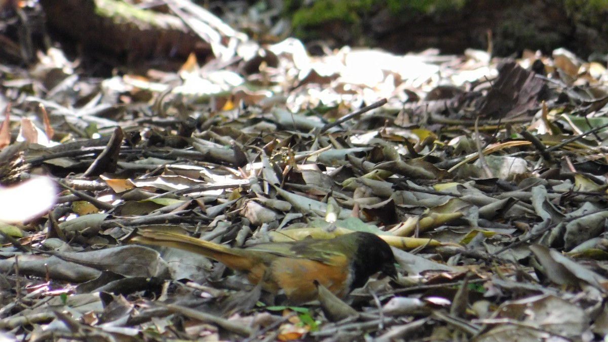 Spotted Towhee (Olive-backed) - ML620534799