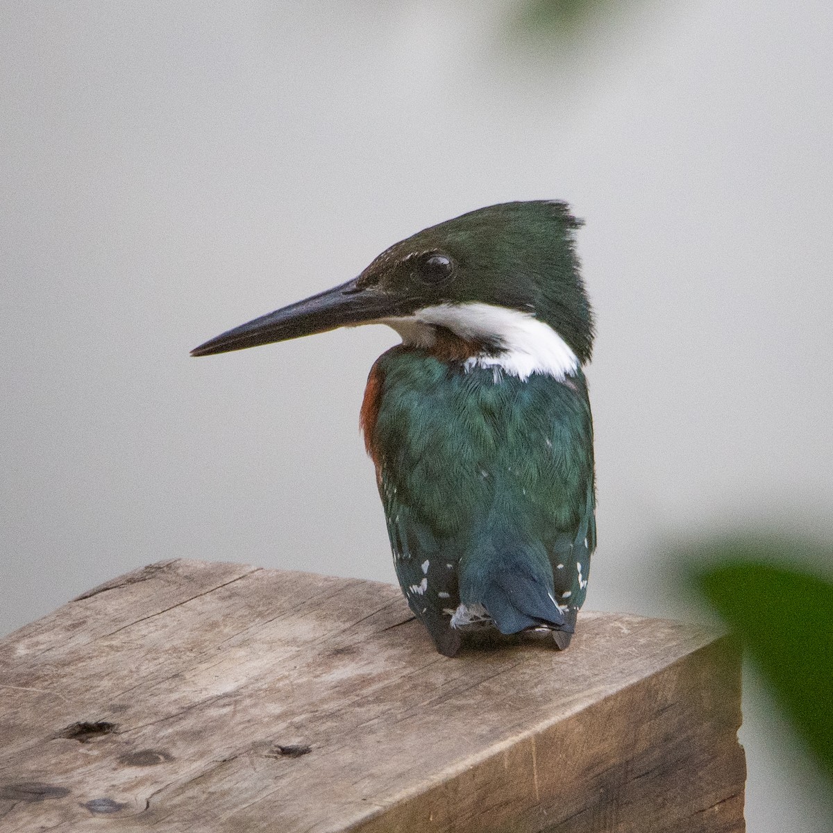 Green Kingfisher - ML620534803