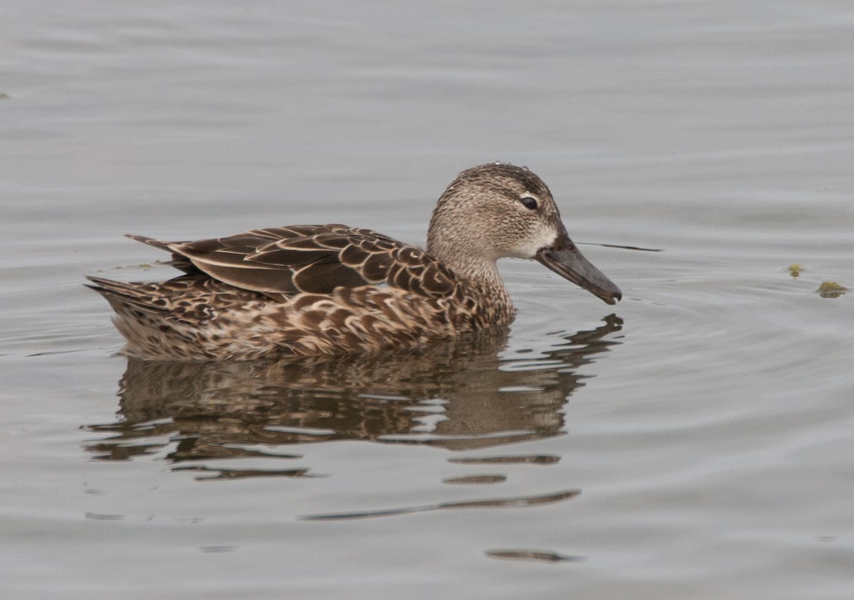 Blue-winged Teal - ML620534804
