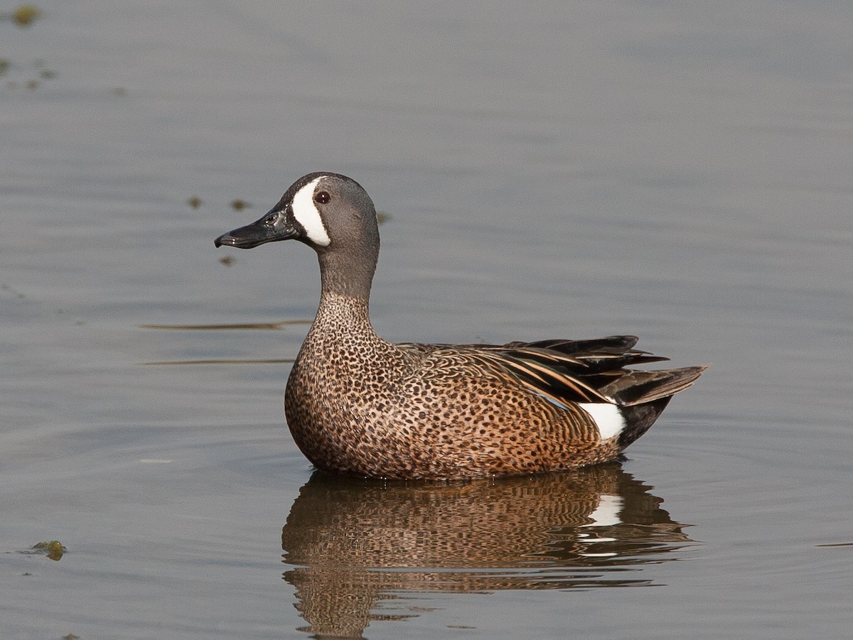 Blue-winged Teal - ML620534805