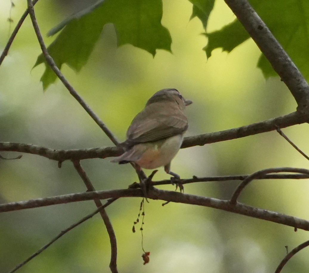 Viréo aux yeux rouges - ML620534810