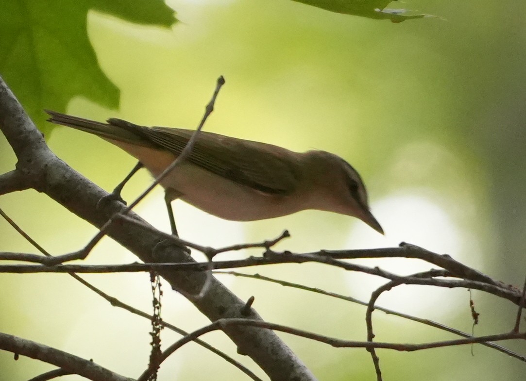 Red-eyed Vireo - ML620534811