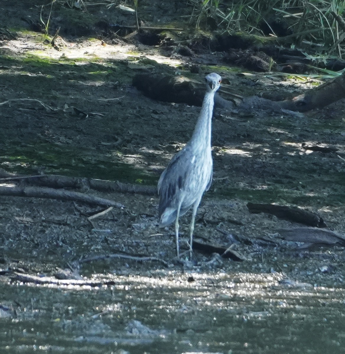 Yellow-crowned Night Heron - Melody Ragle