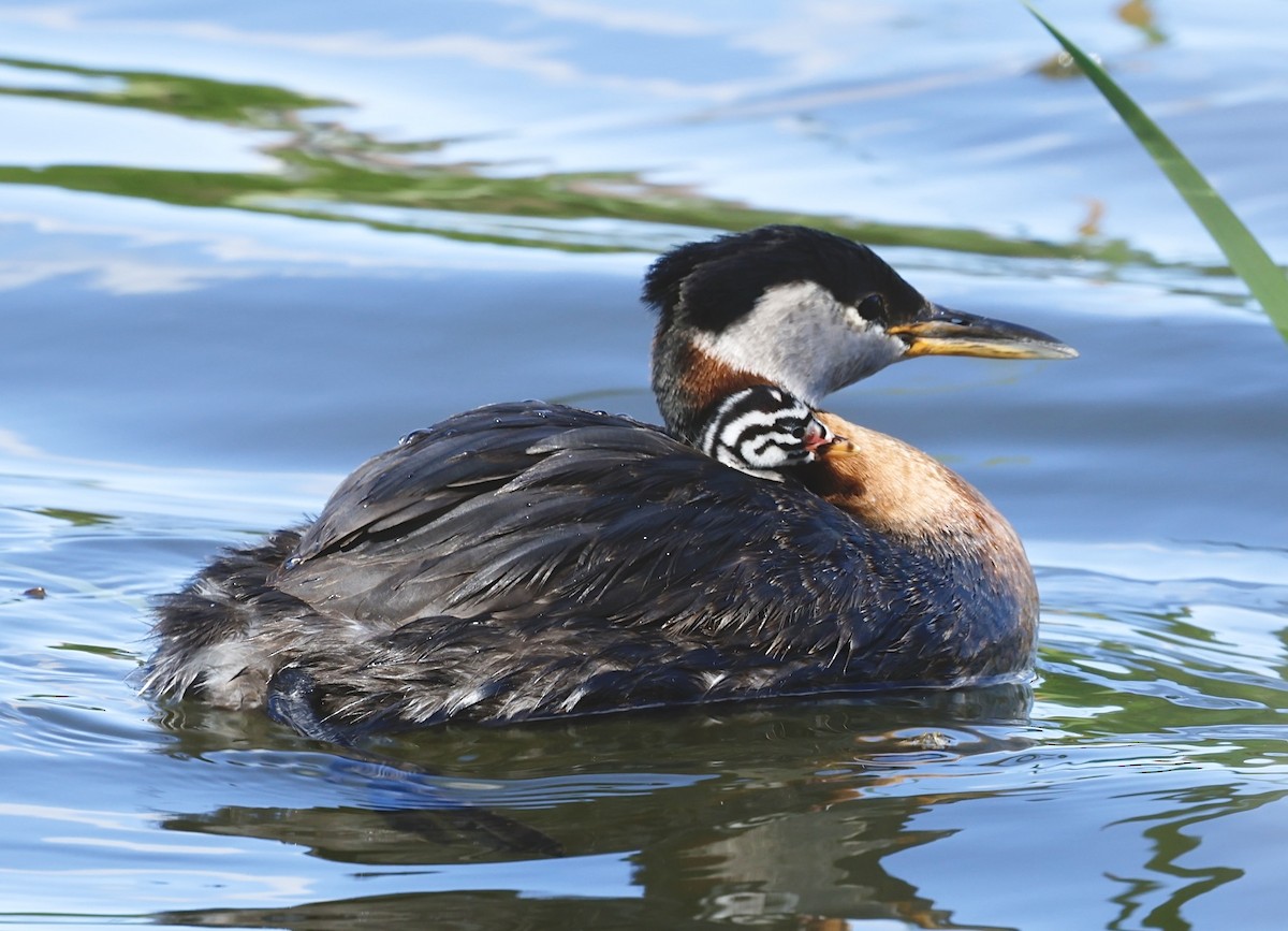 Red-necked Grebe - ML620534833